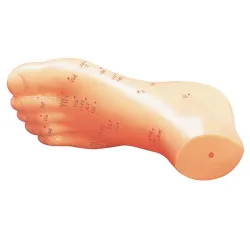 Acupunctuurmodel van kunststof Voetmodel, ca. 15 cm, links